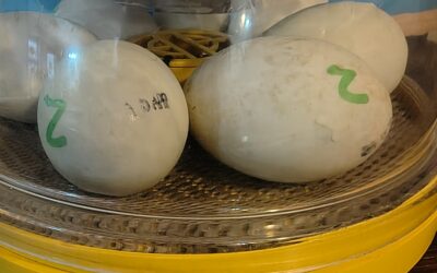 Excitement Grows at Cambrian Lodge as Ducklings Begin to Hatch